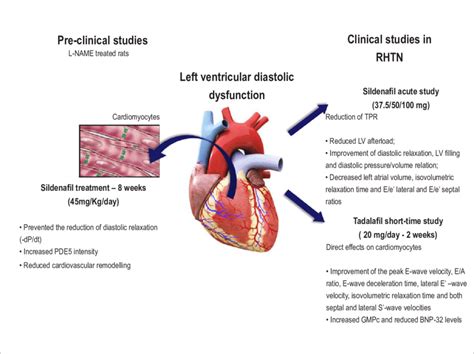 lv diastolic dysfunction treatment|treatment options for diastolic dysfunction.